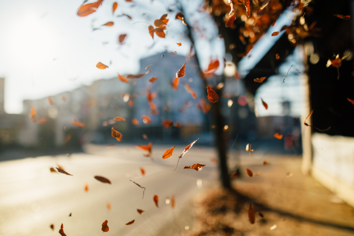 Llega el otoño a tu cabello: ¿alopecia estacional?